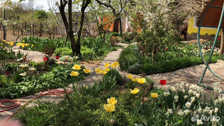 Растения для сада