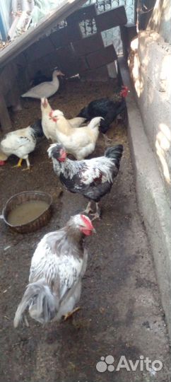 Домашняя птица