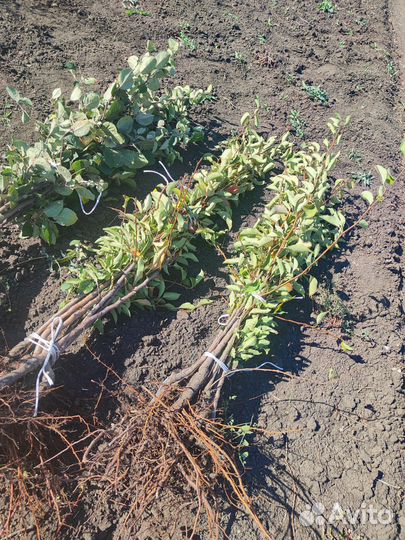 Саженцы груши оптом