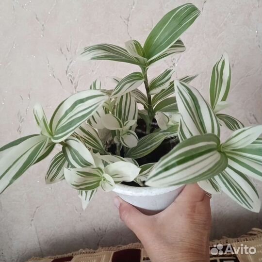 Традесканция кустовая