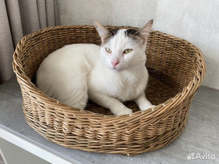 Лежанка для кошки или небольшой собаки