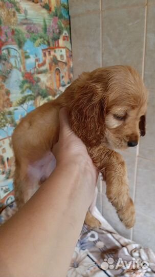 Щенки, Английский кокер спаниель