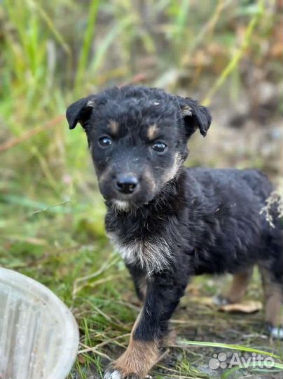 12 щенков в поисках дома