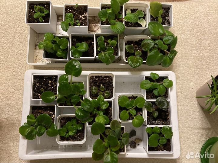 Комнатные растения в горшках