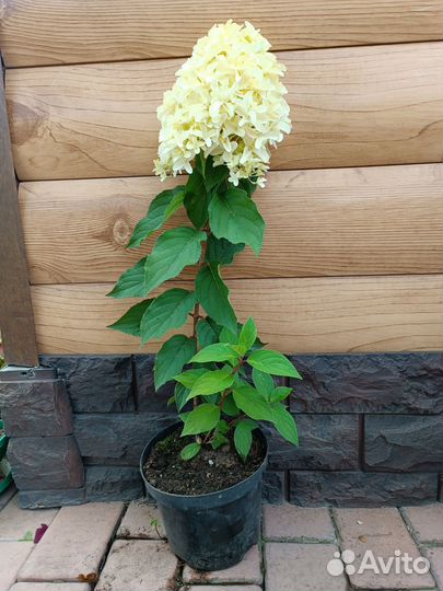 Гортензия Скайфолл