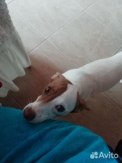 Верный друг в добрые руки