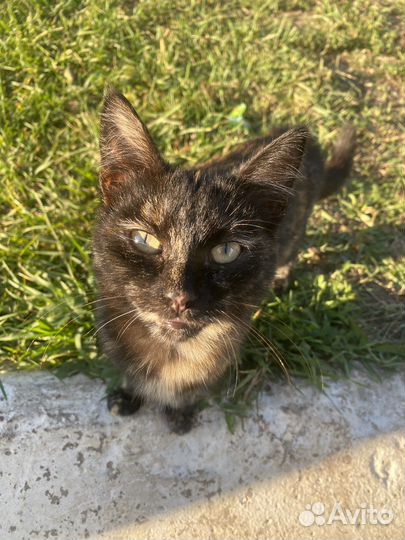 Отдам котенка в хорошие руки, девочка, 4 месяца