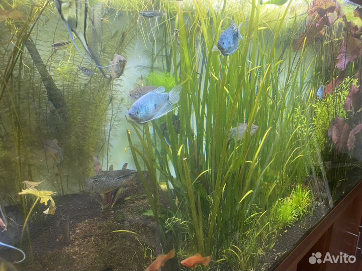 Аквариумные растения