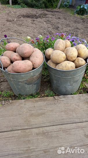 Картофель сорт Кардинал, Гала крупный и семенной