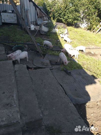 Поросенок ландрас