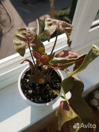 Сингониум braun