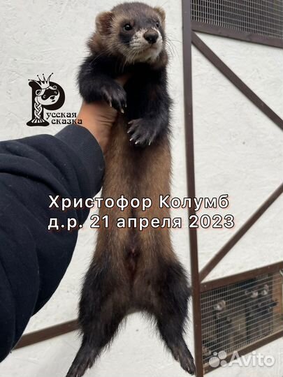 Щенок хорька из питомника