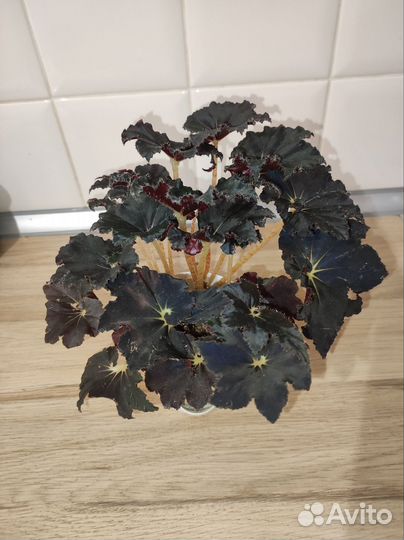 Пеперомия перескиелистная бегония чёрная мамба