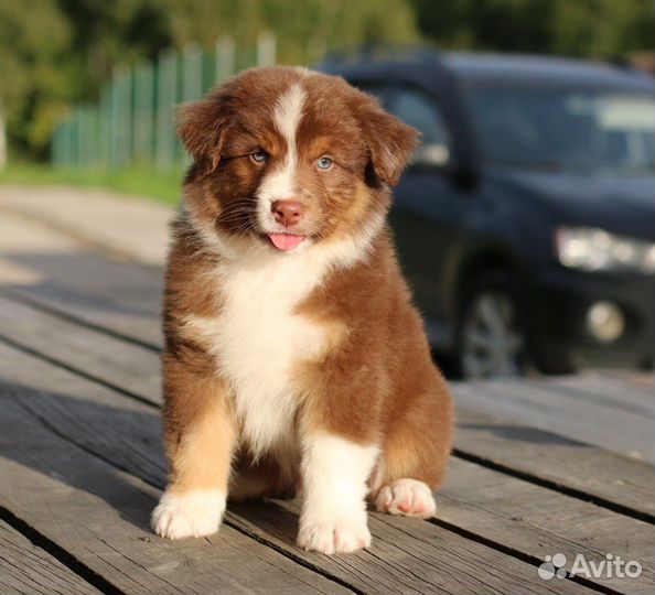 Собака аусси спб