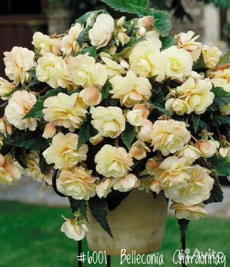 Бегония Махровая Ампельная-Begonia Belleconia