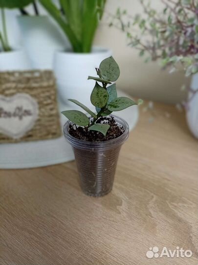 Хойя лакуноза эскимо сильвер