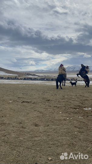 Туры в Монголию