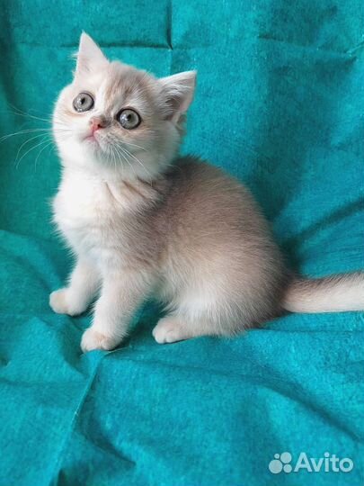 Девочка голубое золото