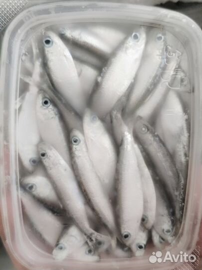 Тюлька волжская свежий вылов. Наживка