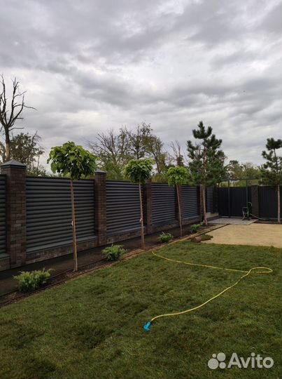 Рулонный газон для дачи и сада