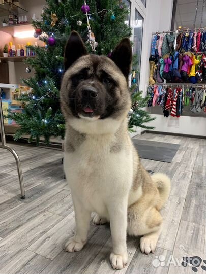 Груминг Акита-Ину