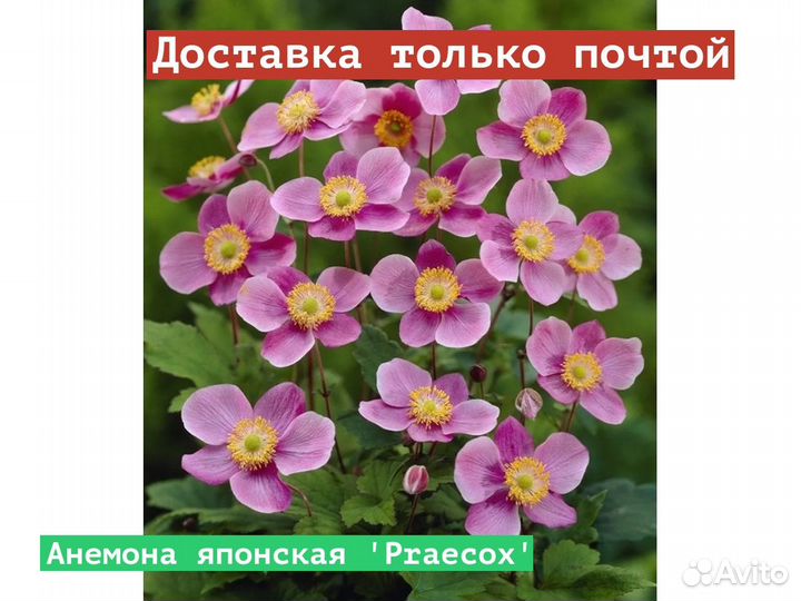 Анемона японская Praecox