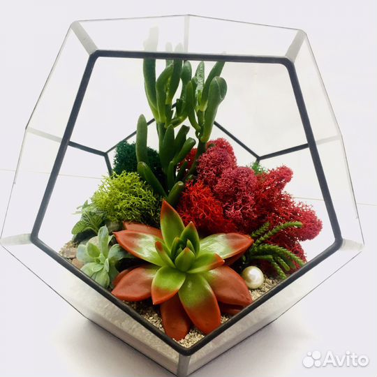 Флорариум с живыми суккулентами