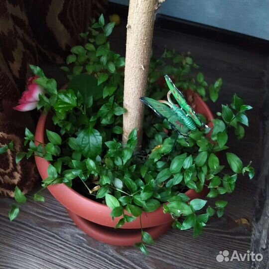 Традесканция 3 вида