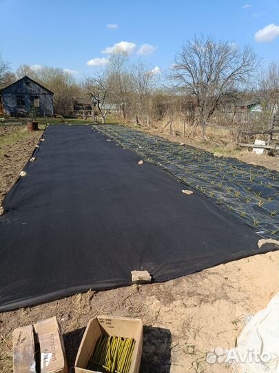 Черенки ивы Американка гигантская и других сортов