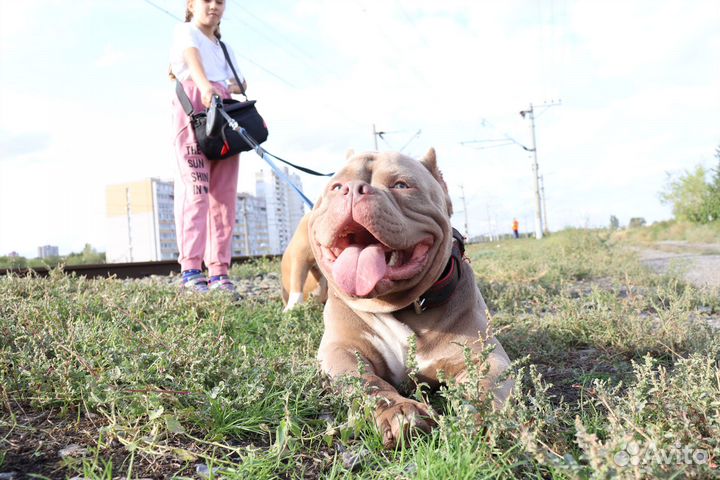 Американский Булии