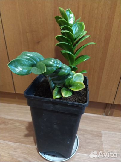 Замиокулькас зензи