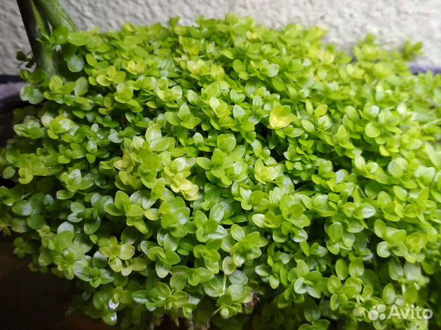 Аквариумные растения