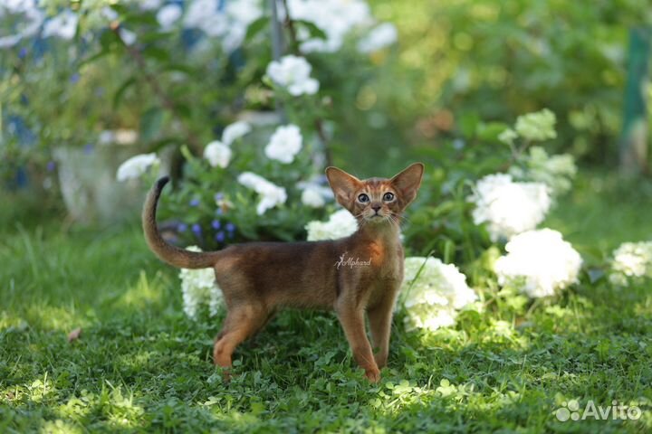 Абиссинские котята