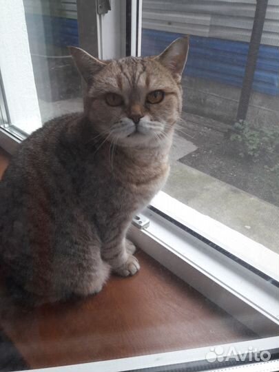 Передержка, зоогостиница для кошек и котов