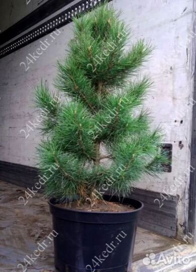 Сибирский кедр экстра класс. Саженцы