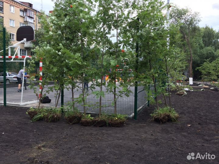 Продам Рябину