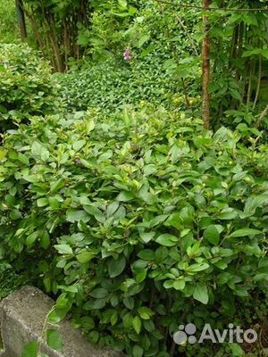 Саженцы живой изгороди