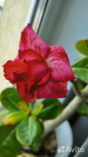 Аглаонема. Адениум, филодендрон, пахира, драцена