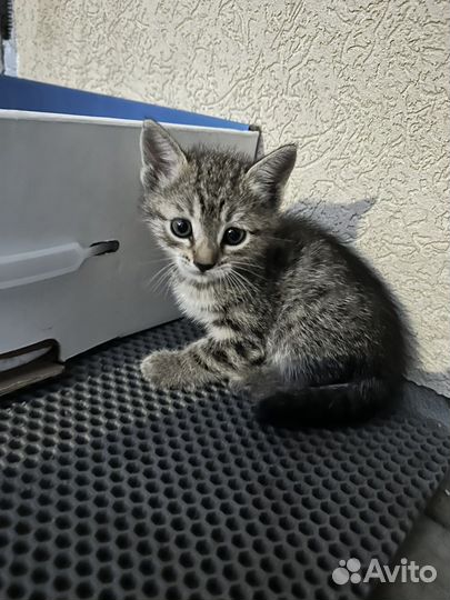 В добрые ручки