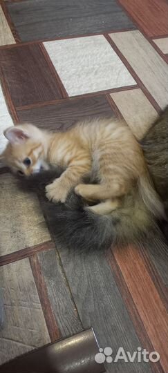 Отдам в добрые руки