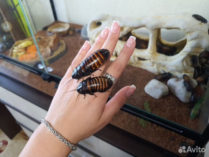 Мадагаскарский таракан