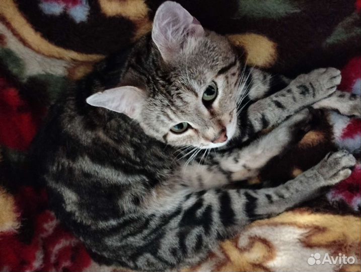 Бенгальский мраморный кот вязка