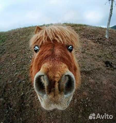 Прогулки на лошадях, пони, верблюде