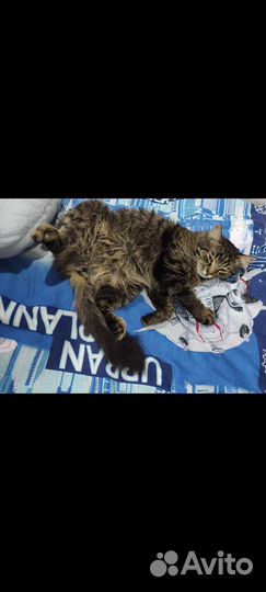 Кот в добрые руки