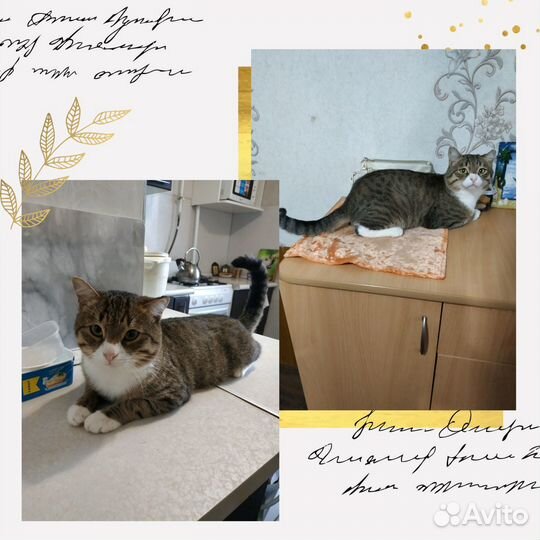 Котик пристраивается в добрые руки