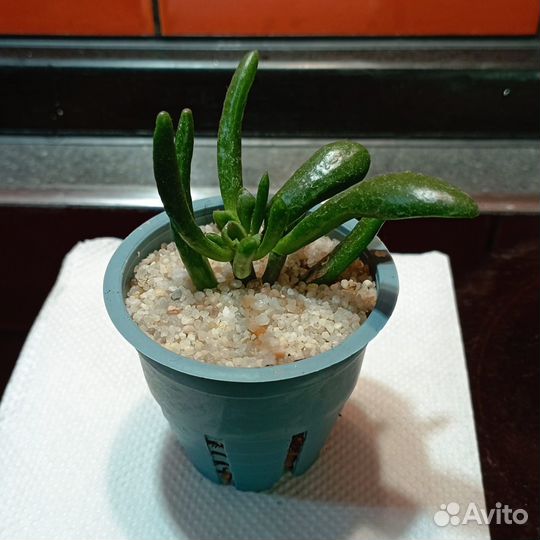 Крассула Хоббит