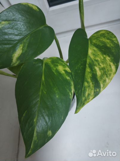 Сциндапсус эпипремнум