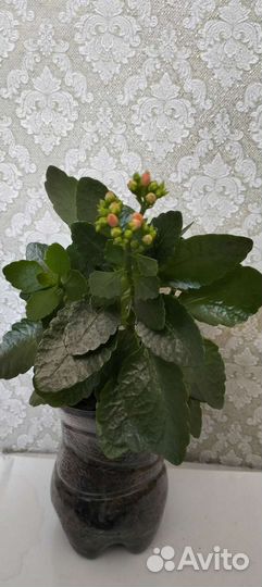 Каланхоэ, Кислица, пеларгония люстра розовая