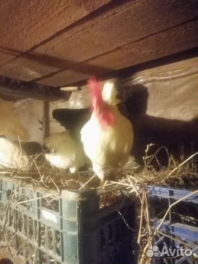 Молодые петухи