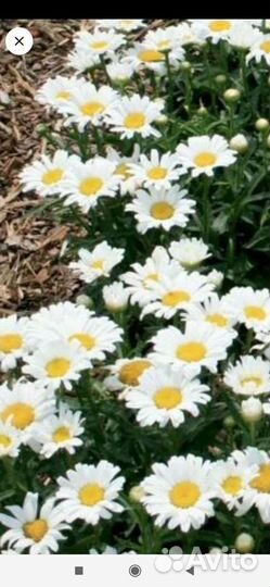 Цветы для сада